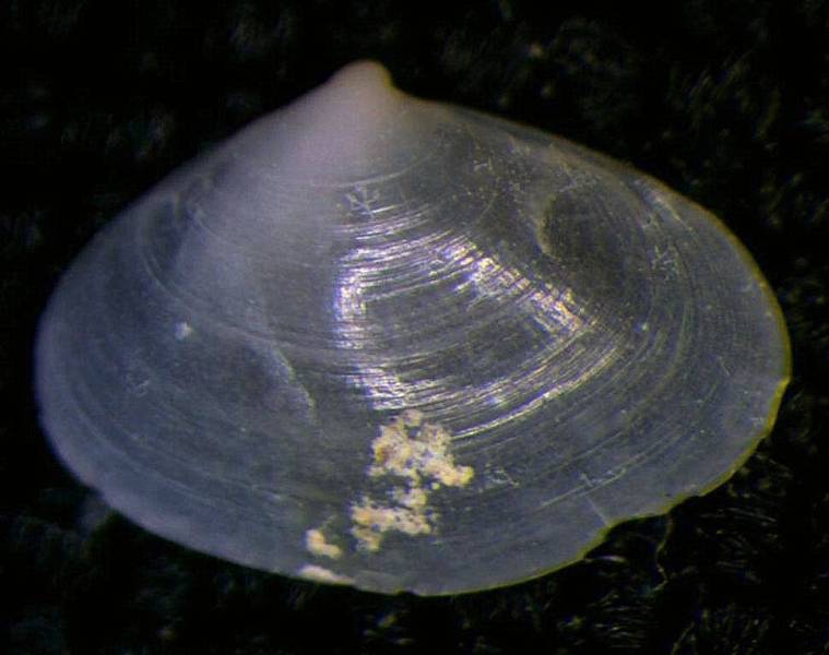 piccolo bivalve